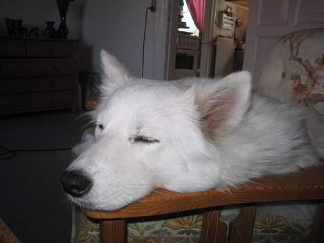 Samojedhund fiddeline - her sover jeg lige lidt billede 2