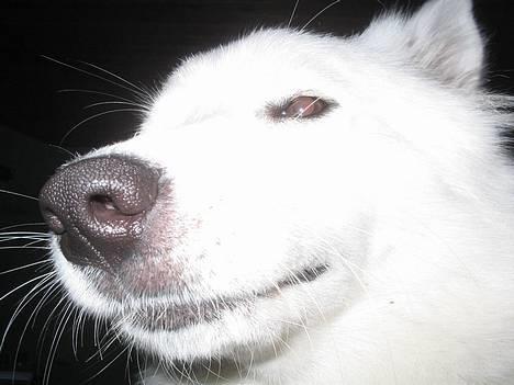 Samojedhund fiddeline - mig med glimt i øjet billede 3