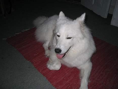 Samojedhund fiddeline - her slapper jeg af for det er meget varmt  billede 4