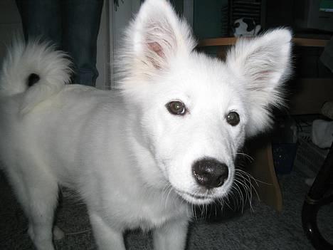 Samojedhund fiddeline - her er jeg bare lidt nysgerrig billede 5