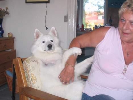 Samojedhund fiddeline - mormor nusser mig for det gjorde jeg opmærksom på var tiden vuf det er skønt billede 6