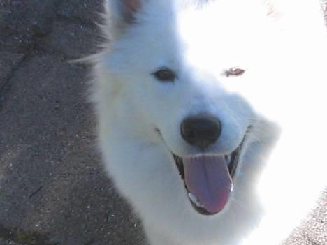 Samojedhund fiddeline - hej  og vufvuf billede 7