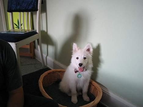 Samojedhund fiddeline - her er jeg lige ankommet til min mor hvor var jeg bette billede 8