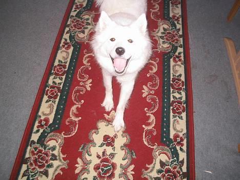 Samojedhund fiddeline - her strækker jeg mig lige billede 9