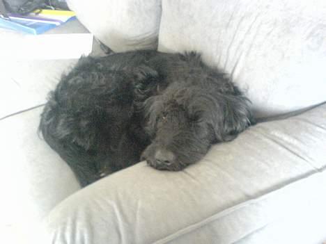 Langhåret hønsehund skipper billede 13