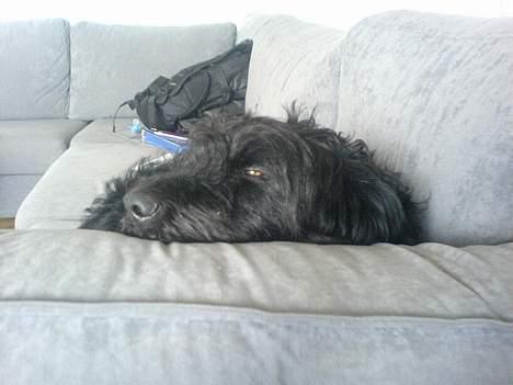 Langhåret hønsehund skipper billede 14