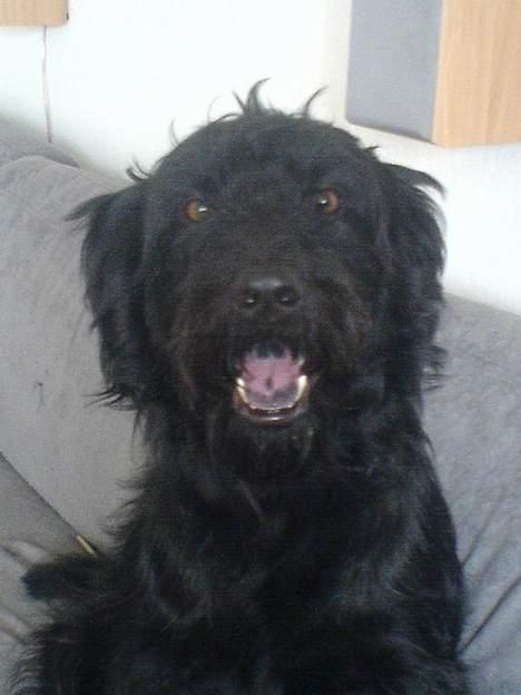 Langhåret hønsehund skipper billede 15