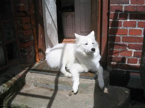 Samojedhund fiddeline - her ligger jeg lige og nyder vejret billede 10