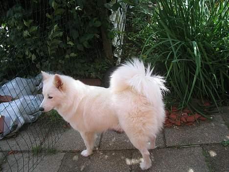 Samojedhund fiddeline - her holder jeg lige øje med alle i nabolaget billede 11