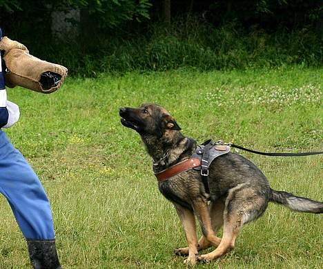Schæferhund Calido - Pas på nu kommer jeg. billede 6