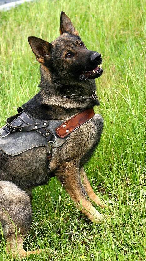 Schæferhund Calido - Er jeg ikke sød ? billede 7