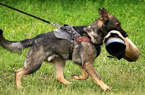 Schæferhund Calido - går med ærme.. billede 8
