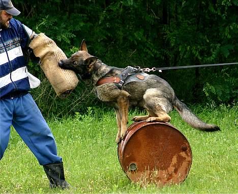 Schæferhund Calido - Bid over tønde billede 9