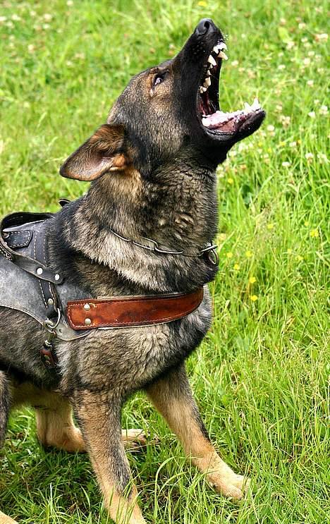 Schæferhund Calido - stand halsning billede 10