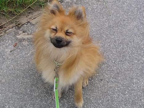 Pomeranian Loui billede 9