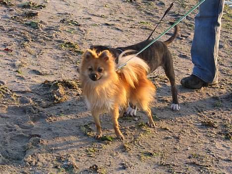 Pomeranian Loui billede 10