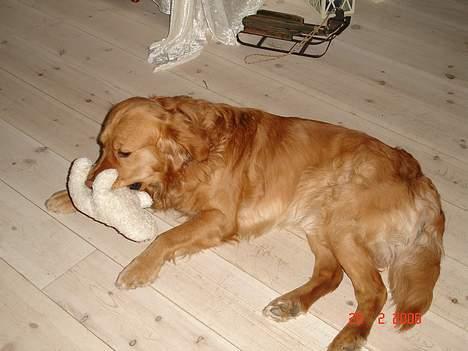 Golden retriever Tjalfe - Min ynglings bamse.... Har haft den siden jeg var 10 uger gammel :P  billede 14