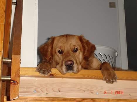 Golden retriever Tjalfe billede 15