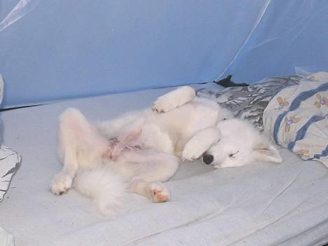 Samojedhund fiddeline - her sover jeg på teltturen 2005 billede 12