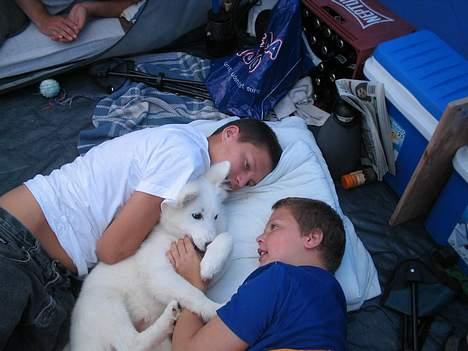 Samojedhund fiddeline - her leger jeg med mikkel og magnus da vi var på telttur sidste år billede 13