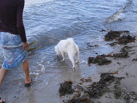 Samojedhund fiddeline - her er jeg på stranden første gang billede 14