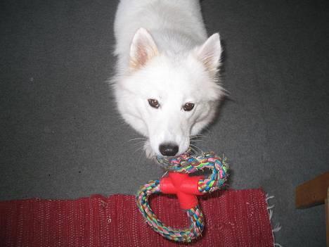 Samojedhund fiddeline - det her er mit bedste legetøj billede 15