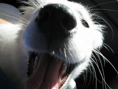 Samojedhund fiddeline - her sagde mor kig i kameraet såee det gjorde jeg billede 16