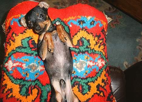 Prazsky krysarik Dolchie - Er jeg ikke en sej fyr billede 3