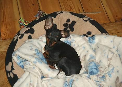 Prazsky krysarik Dolchie - Her er jeg i en af mine mange kurve billede 4