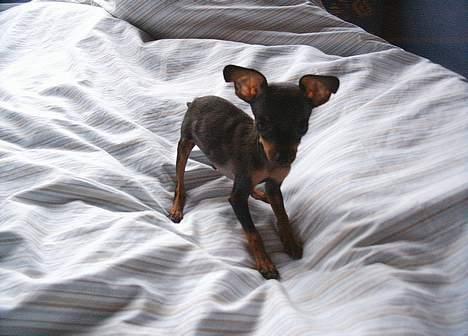 Prazsky krysarik Dolchie - Her er jeg ikke ret gammel billede 5