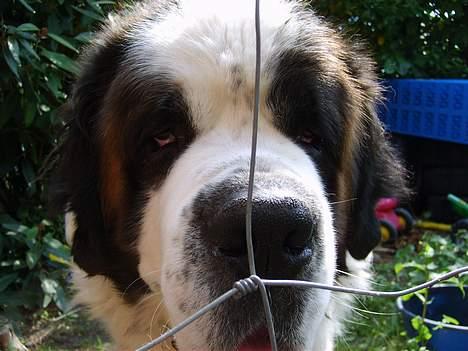 Sankt bernhardshund orlando billede 1