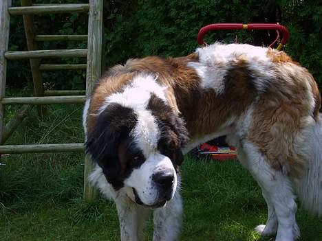 Sankt bernhardshund orlando billede 2