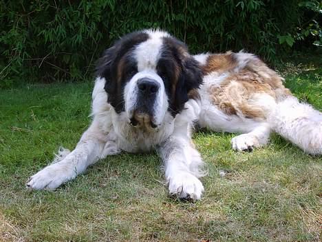 Sankt bernhardshund orlando billede 3