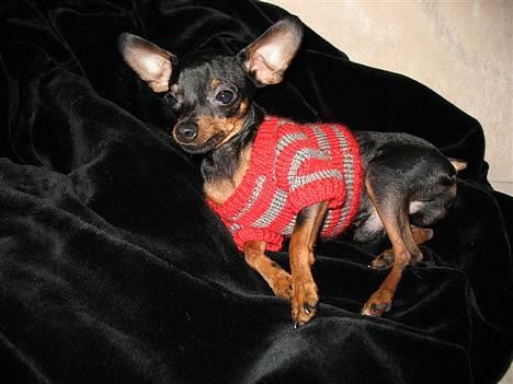 Prazsky krysarik Dolchie - Det er koldt udenfor billede 6