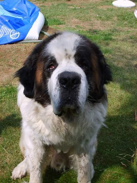 Sankt bernhardshund orlando billede 4