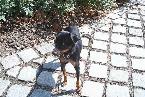 Prazsky krysarik Dolchie - Nyder sommeren, hvor er der skygge?. billede 7