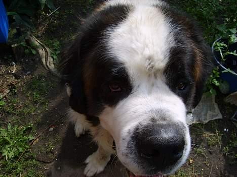 Sankt bernhardshund orlando billede 5