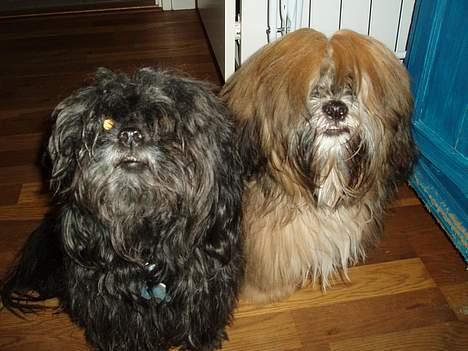 Lhasa apso Simba - Oliver ligner lidt en Lhasa, men han er faktisk en blanding mellem Mini puddel og pekingeser billede 16