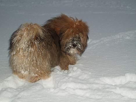 Lhasa apso Simba billede 17