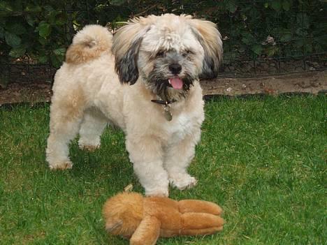 Lhasa apso Simba billede 18