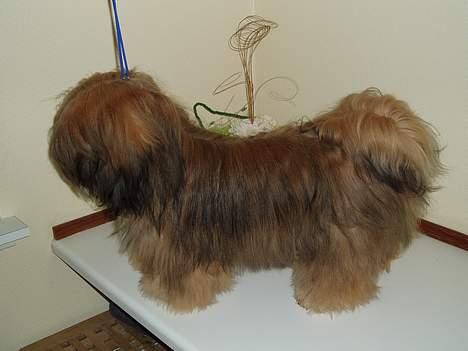 Lhasa apso Simba billede 19