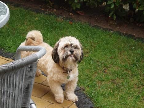 Lhasa apso Simba billede 20