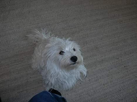 West highland white terrier fie billede 8