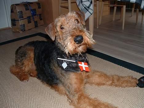 Airedale terrier emma - Tillykke med fødselsdagen far :D !! billede 11