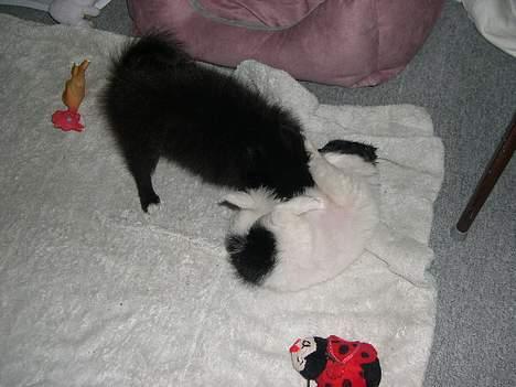 Blanding af racer Daisy - aaaaiiii, stoooop Silche.....det kilder det kilder........... billede 12