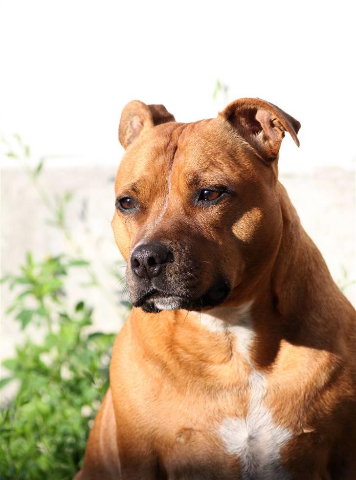 Staffordshire bull terrier Chili - 30-08-09 billede 1