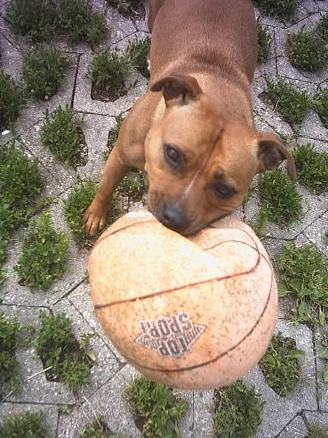 Staffordshire bull terrier Chili - grrr .. bare prøv at tage den fra mig (o: billede 3