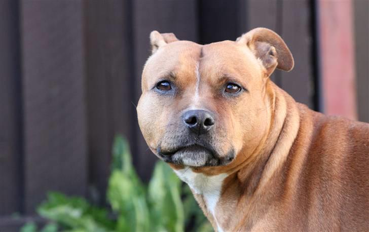 Staffordshire bull terrier Chili - 30-08-09 billede 4