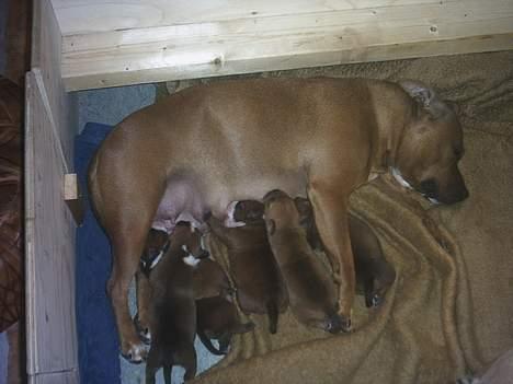 Staffordshire bull terrier Chili - Chili med hendes 1.kuld..den lille fede i midten er Buffy (o: billede 5