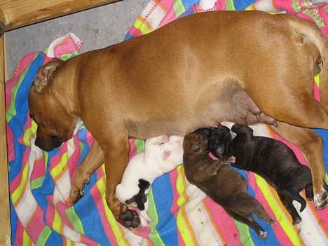 Staffordshire bull terrier Chili - Chili med hendes 2. kuld billede 6